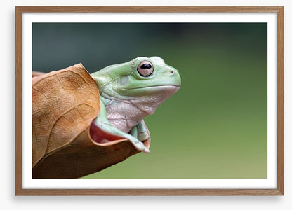 Dumpy frog daydream