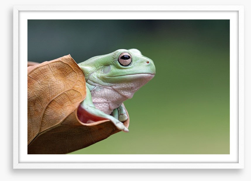Dumpy frog daydream