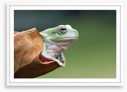 Dumpy frog daydream