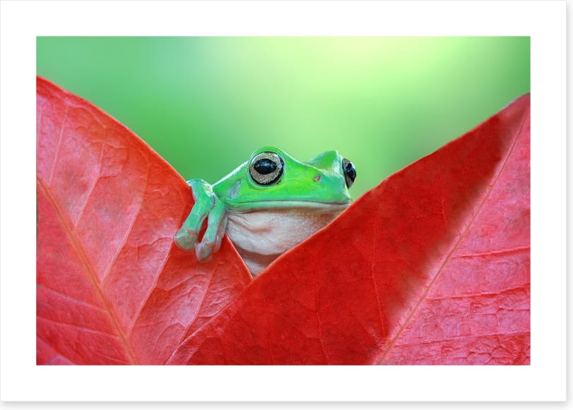 Reptiles / Amphibian