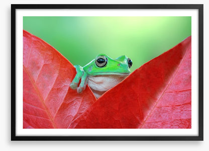 Reptiles / Amphibian