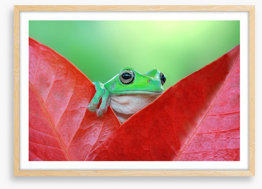 Reptiles / Amphibian