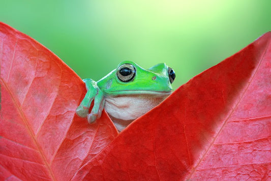Reptiles / Amphibian