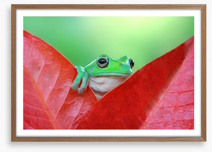 Reptiles / Amphibian