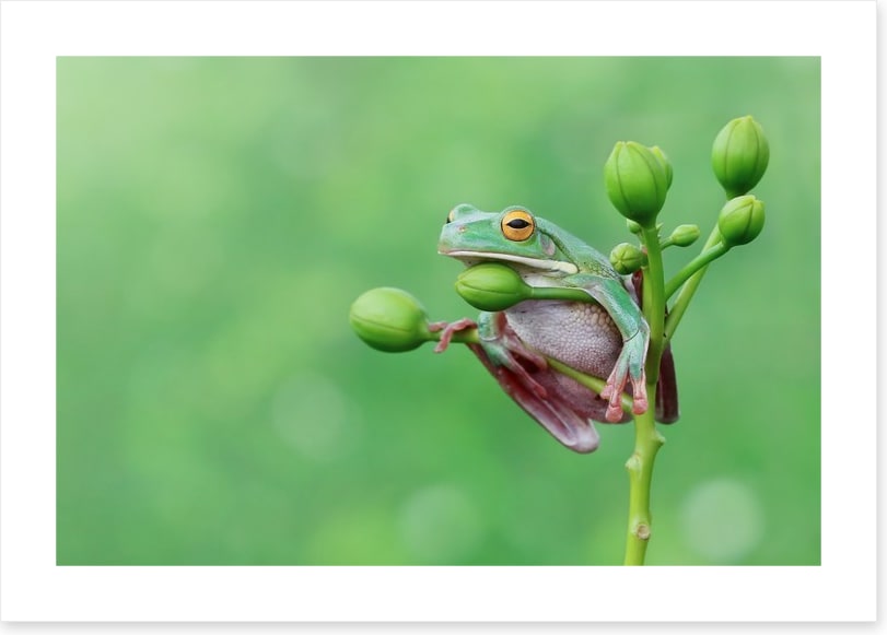 Reptiles / Amphibian