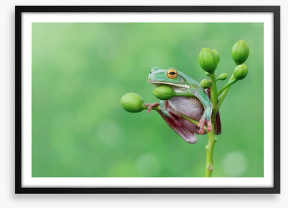 Reptiles / Amphibian