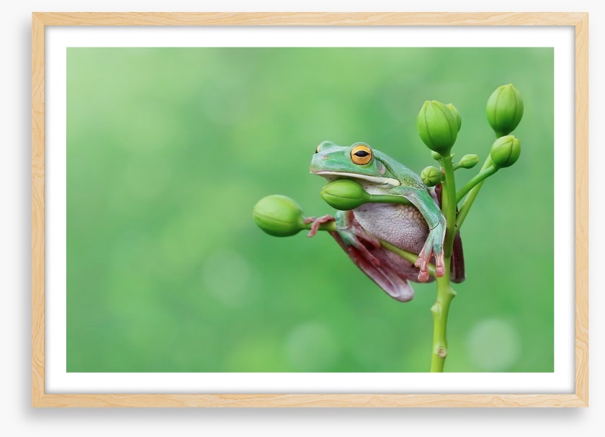 Reptiles / Amphibian