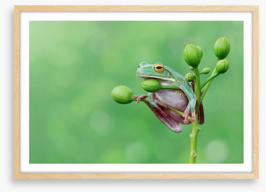 Reptiles / Amphibian