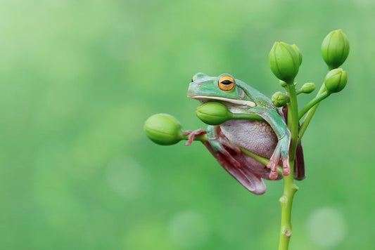 Reptiles / Amphibian