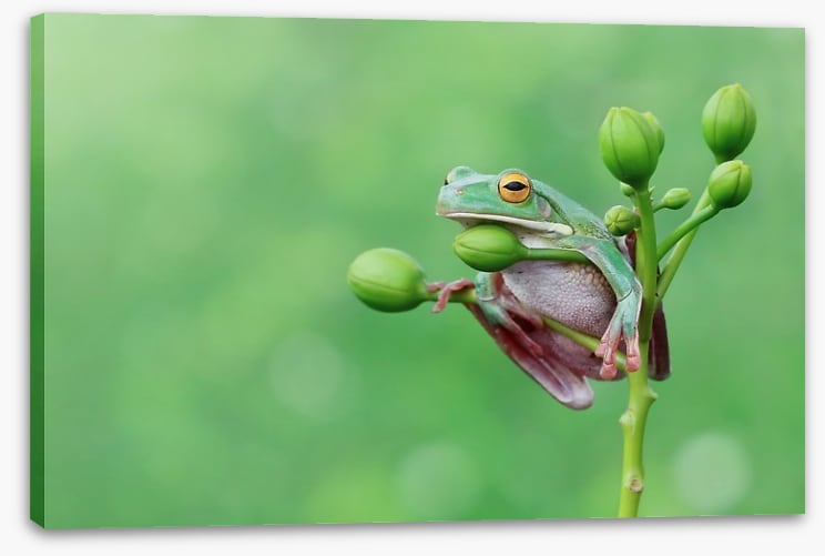 Reptiles / Amphibian