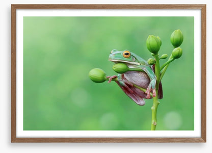 Reptiles / Amphibian