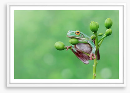 Reptiles / Amphibian