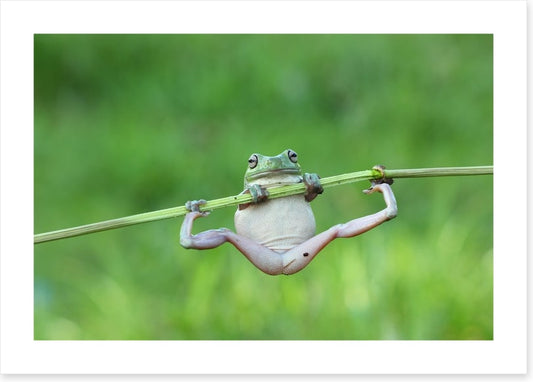 Amphibian acrobat