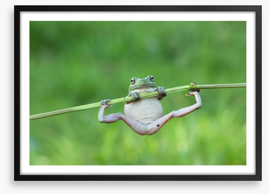 Amphibian acrobat