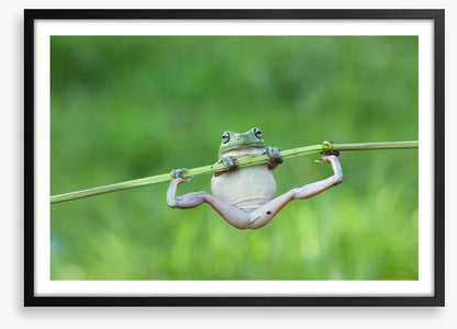 Amphibian acrobat