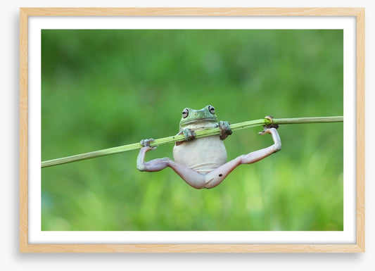 Amphibian acrobat