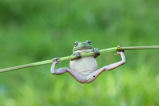 Amphibian acrobat