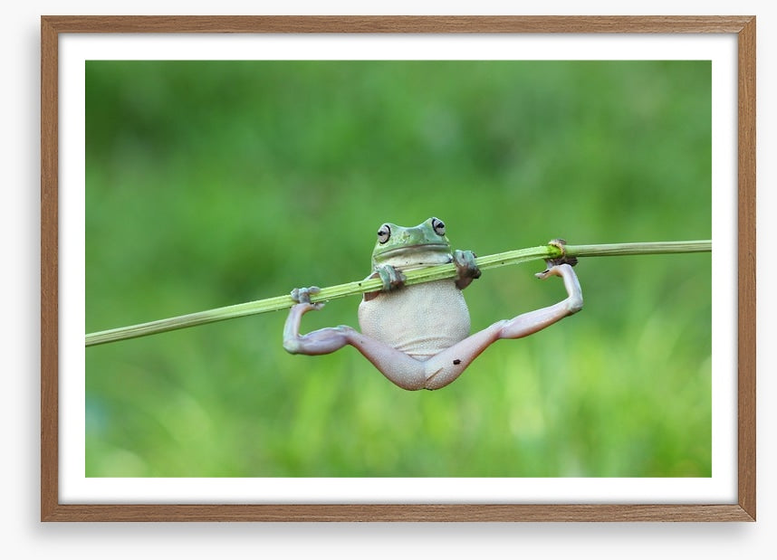 Amphibian acrobat