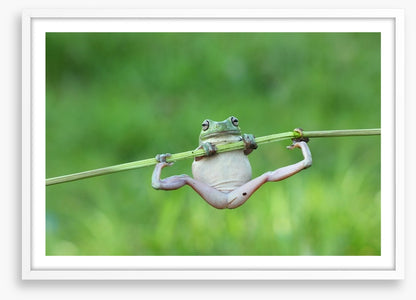 Amphibian acrobat