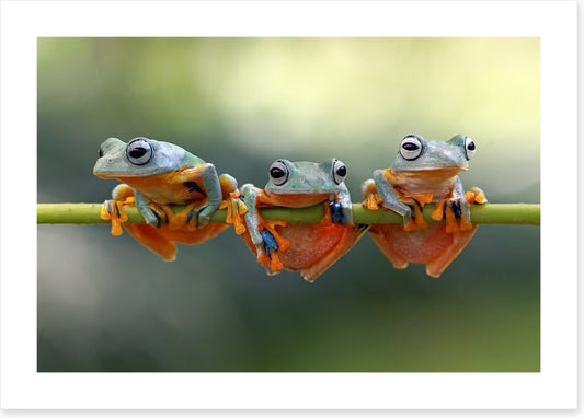 Last frog hanging