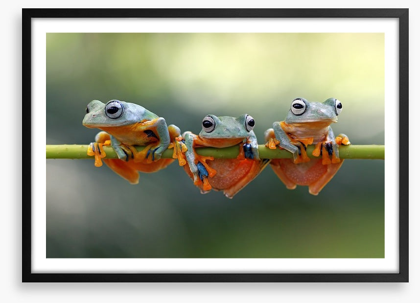 Last frog hanging