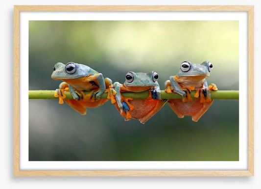 Last frog hanging