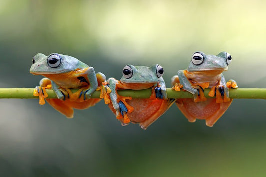 Last frog hanging