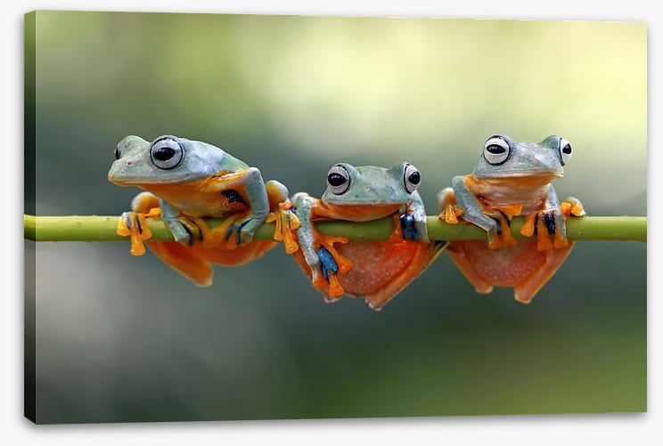 Last frog hanging