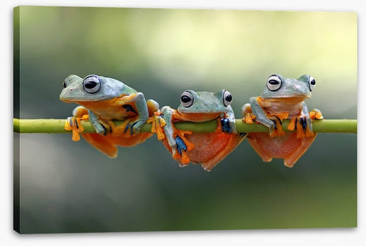 Last frog hanging