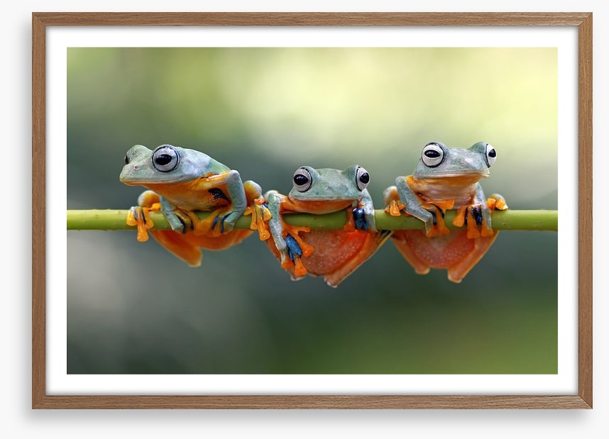 Last frog hanging
