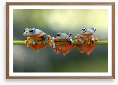 Last frog hanging