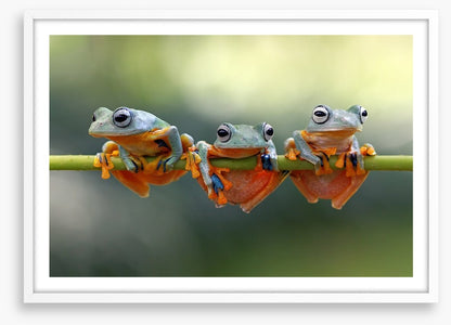 Last frog hanging