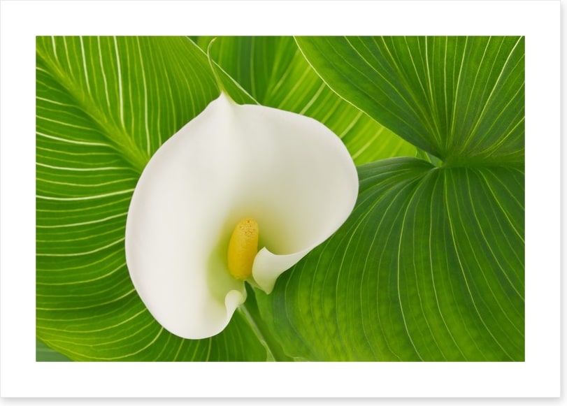 White calla lily