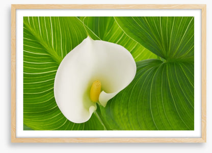 White calla lily