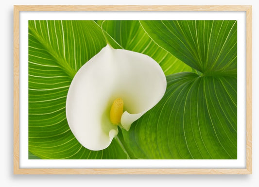 White calla lily