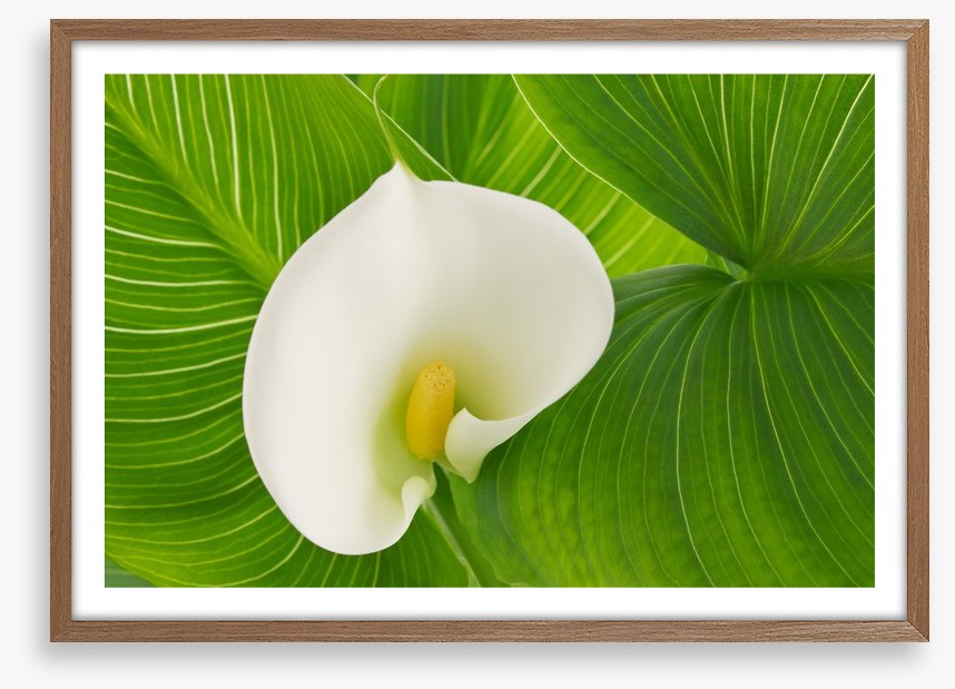 White calla lily