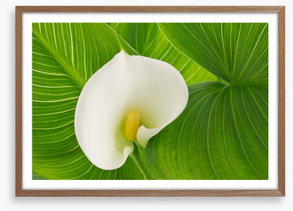 White calla lily