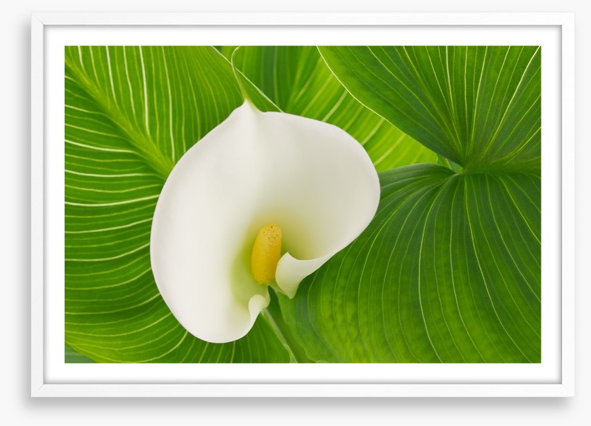 White calla lily