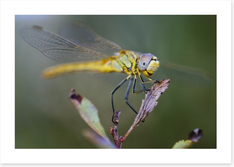 Insects