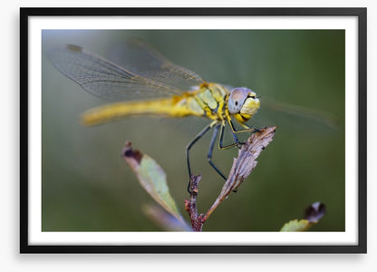 Insects