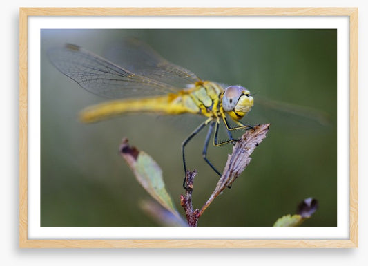 Insects