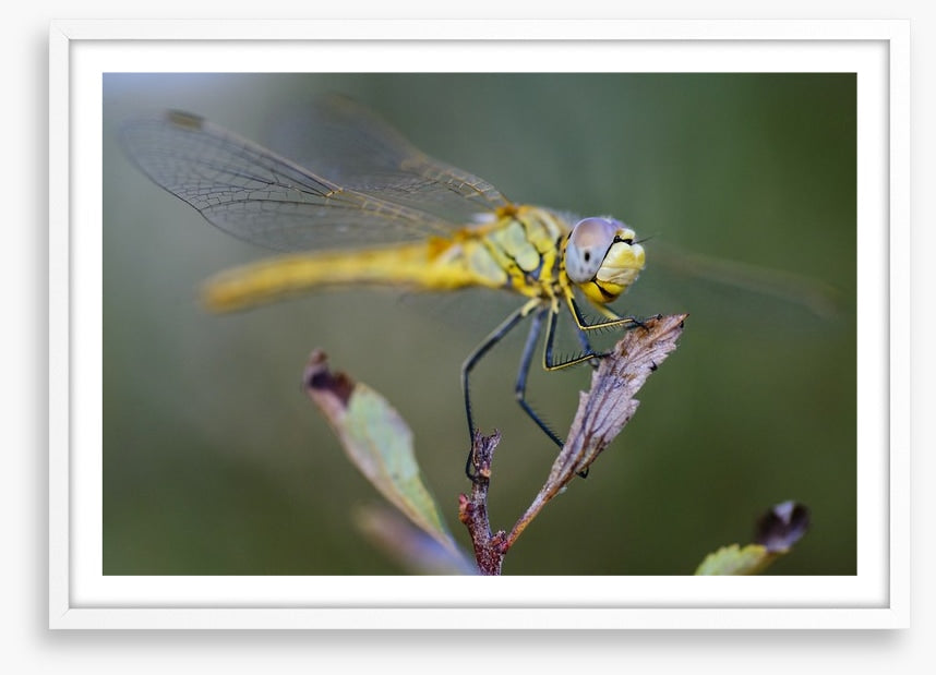 Insects