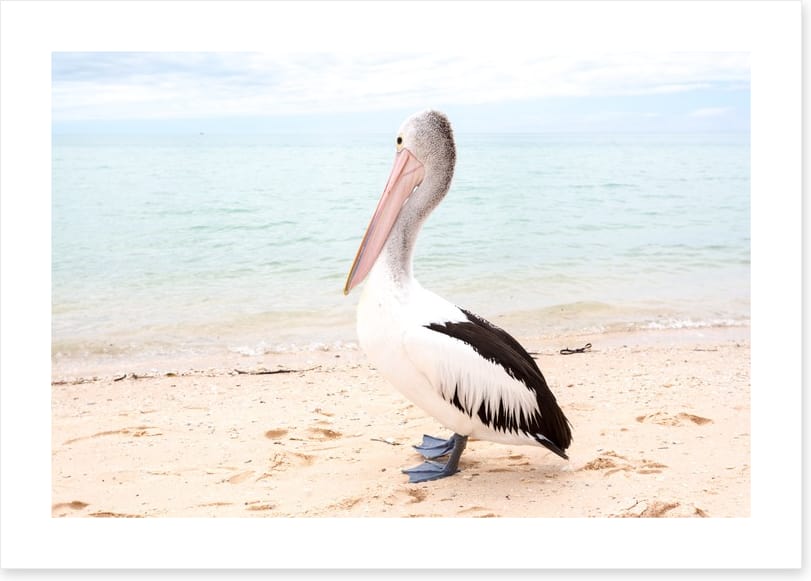Monkey Mia pelican