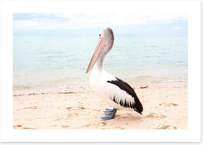 Monkey Mia pelican