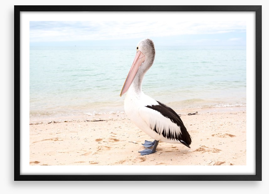 Monkey Mia pelican