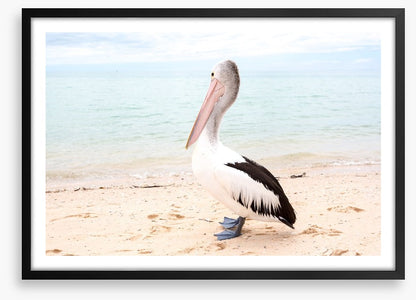 Monkey Mia pelican