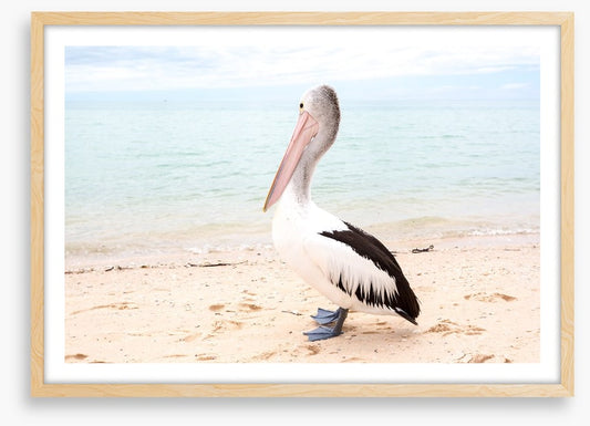 Monkey Mia pelican