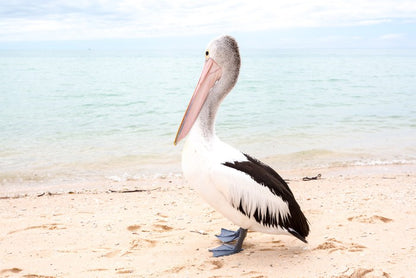 Monkey Mia pelican