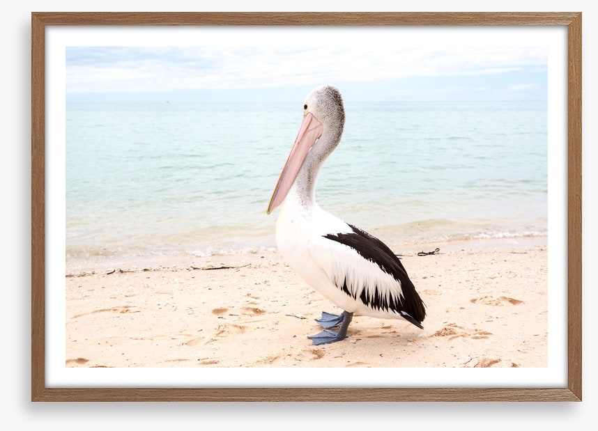 Monkey Mia pelican