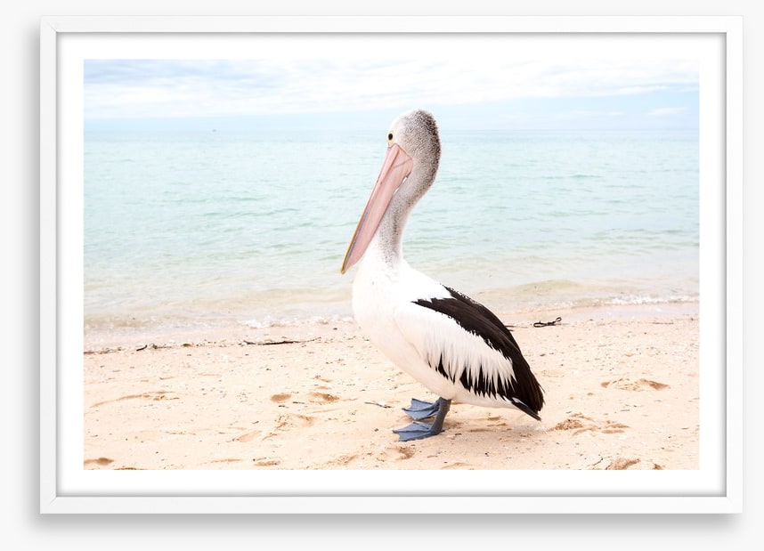 Monkey Mia pelican